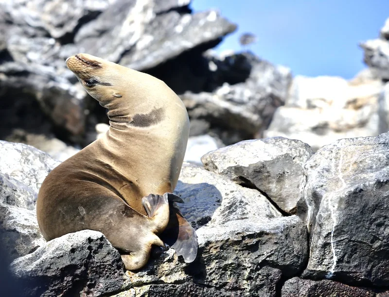 brown seal, best way to get to galapagos islands,