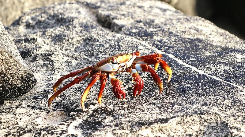 crab, best way to get to galapagos islands