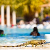 iguana, Mexico beaches vacation, the-best-places-to-retire-in-mexico