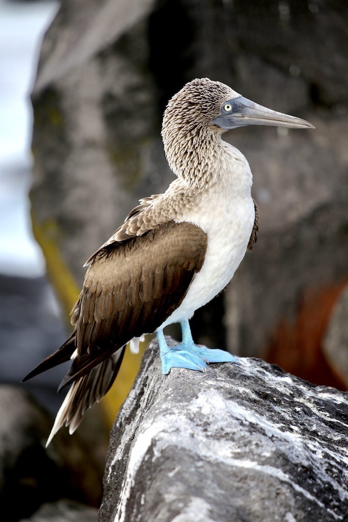 gorgeous blue footed booby, best way to get to galapagos islands, puerto vallarta snorkeling tours