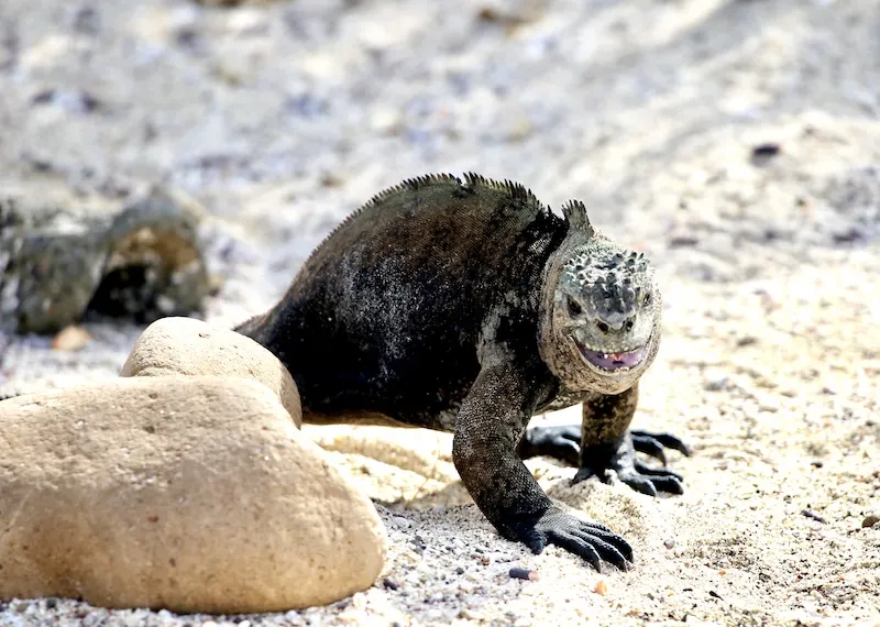 green iguana, best way to get to galapagos islands