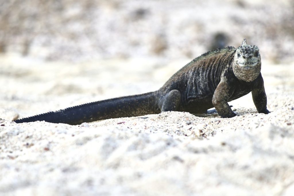 green scary lizard, best way to get to galapagos islands