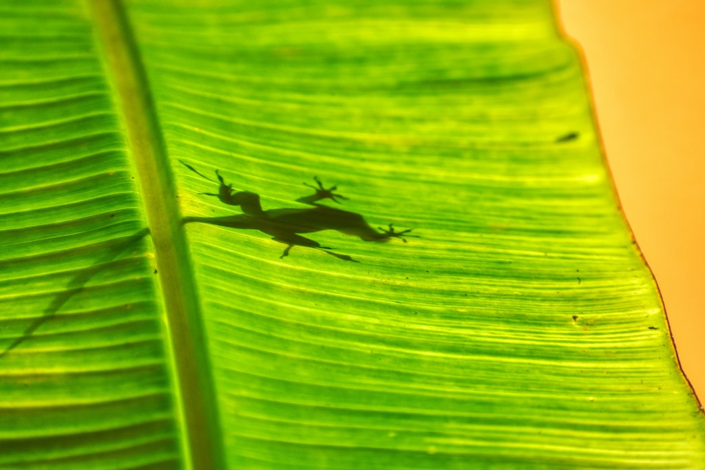 iguana on a green leaf, best all inclusive resorts in cozumel