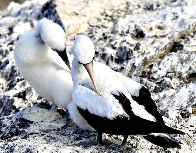 momma bird and baby bird, best way to get to galapagos islands