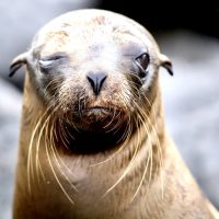 one eyed seal, best way to get to galapagos islands, best time to visit Ecuador and Galapagos