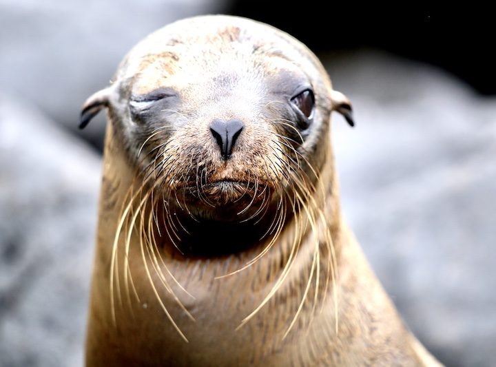 one eyed seal, best way to get to galapagos islands, best time to visit Ecuador and Galapagos