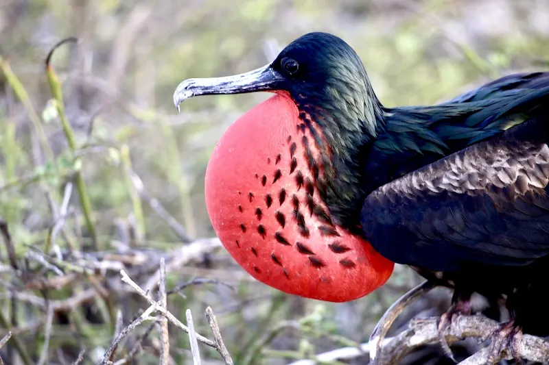 red beardrd bird, best way to get to galapagos islands