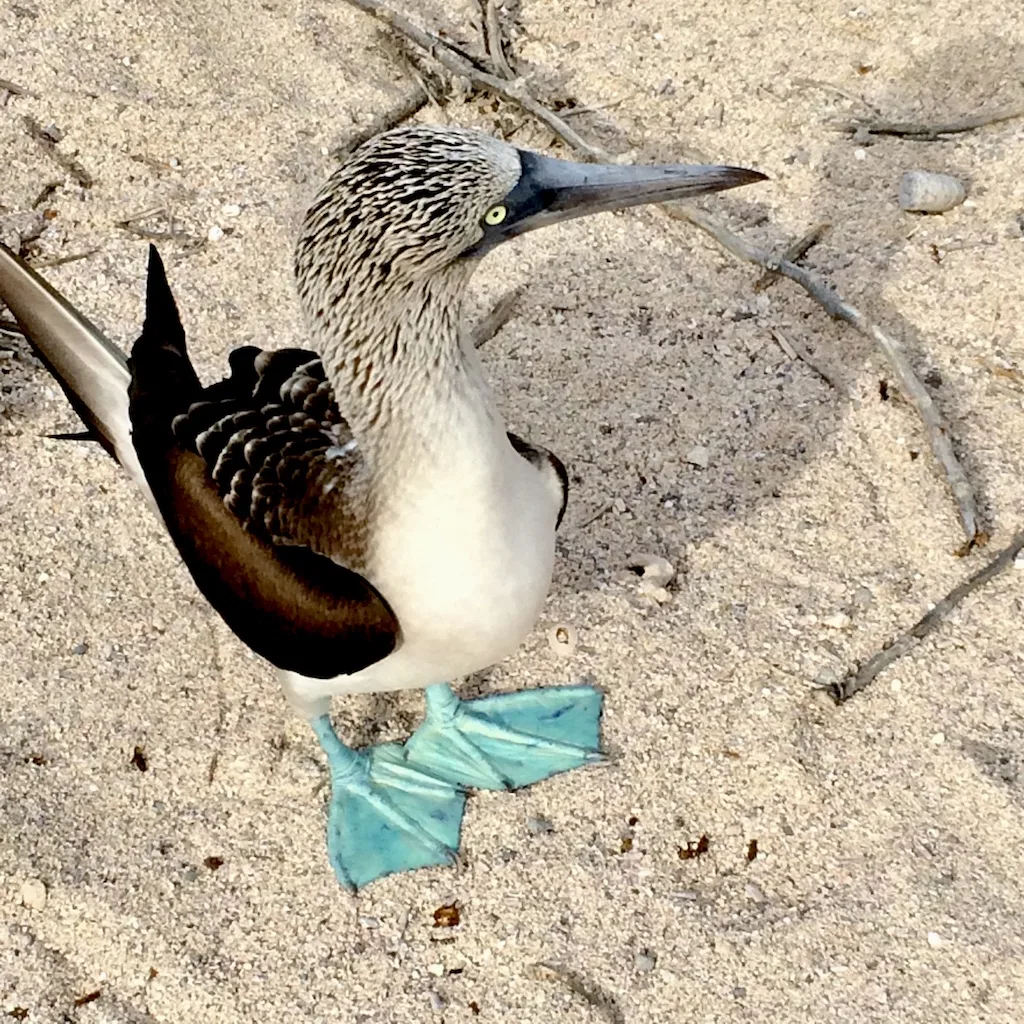 sandy blue footed booby, best way to get to galapagos islands