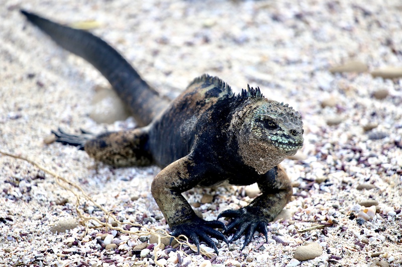 scary iguana, best way to get to galapagos islands
