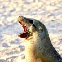 seal, best way to get to galapagos islands, iguana, Top Reasons to Visit Galapagos Islands, best time to visit Ecuador and Galapagos