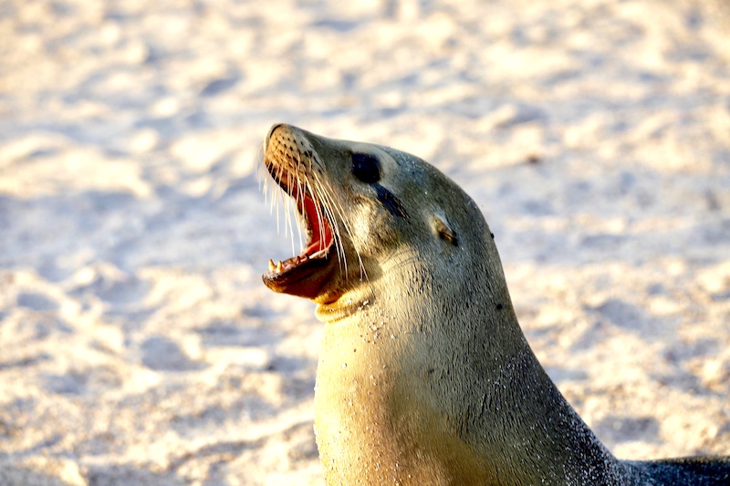 seal, best way to get to galapagos islands