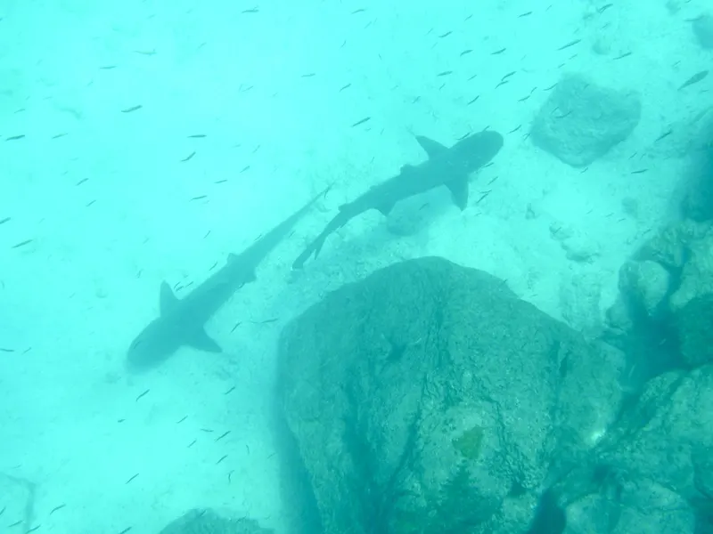 sharks, best way to get to galapagos islands