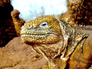 what to wear in Ecuador, yellow iguana
