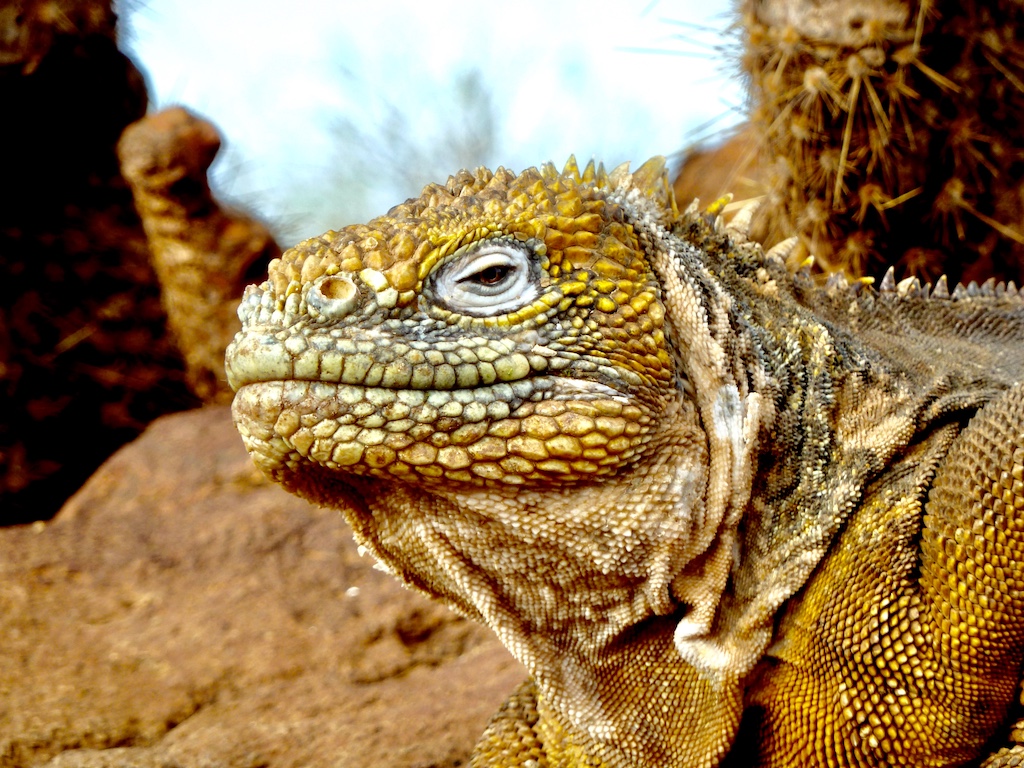 Iguana, Top Reasons to Visit Galapagos Islands