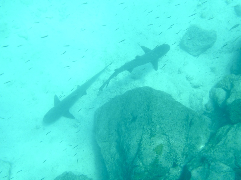Sharks, Top Reasons to Visit Galapagos Islands