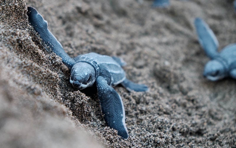 Tiny turtle, acapulco mexico beaches