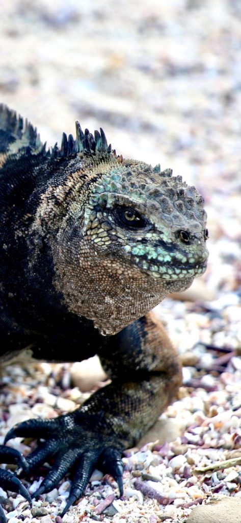 iguana, Top Reasons to Visit Galapagos Islands