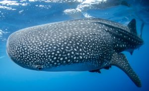 whale shark, Best scuba diving in Cancun, puerto vallarta snorkeling tours