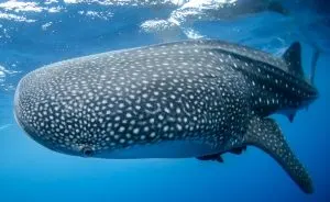whale shark, Best scuba diving in Cancun, Puerto Vallarta snorkeling tours, Puerto Vallarta whale watching, Mexico Leisure activities, whale watching Mexico, best places to dive in Mexico, The Best Whale Watching Spots in Mexico