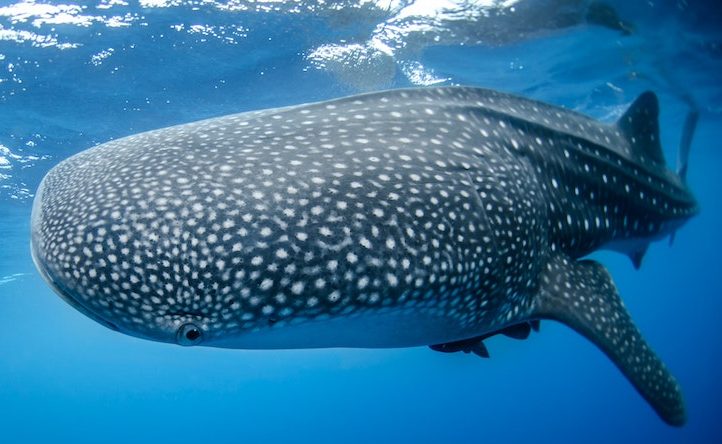 whale shark, Best scuba diving in Cancun