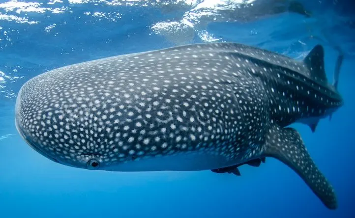 whale shark, Best scuba diving in Cancun