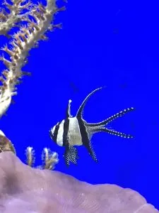 Angel fish, best dive shop in key west