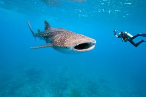 scuba diver with whale shark, whale shark snorkeling Cancun, Puerto Vallarta whale watching