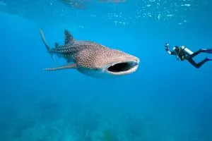 scuba diver with whale shark, whale shark snorkeling Cancun, Puerto Vallarta whale watching