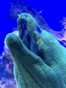 Eel, best dive shop in key west