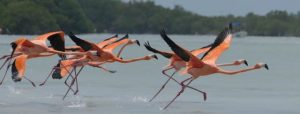 Flamingos, merida mexico beaches