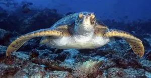 Giant turtle, best dive shop in key west