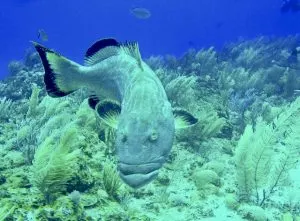 Grouper, best dive shop in key west