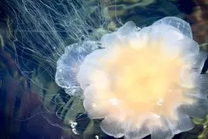Jelly fish, best dive shop in key west