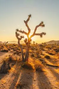 Joshua Tree National Park, best camping in northern California 