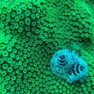 No see em's, best place to snorkel in key west