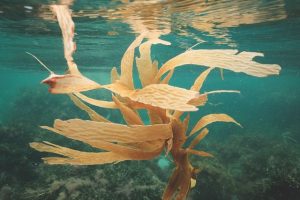 Sargassum Seaweed, Sargassum Seaweed in Playa del Carmen Quintana Roo Mexico, cancun-beaches-seaweed