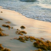 Sargassum Seaweed in Playa del Carmen Quintana Roo Mexico, cancun-beaches-seaweed