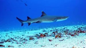 Shark, best dive shop in key west