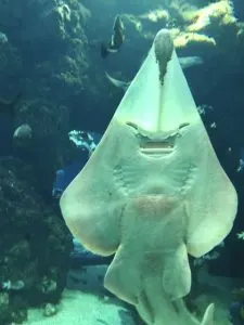 Sideways Shark, best dive shop in key west