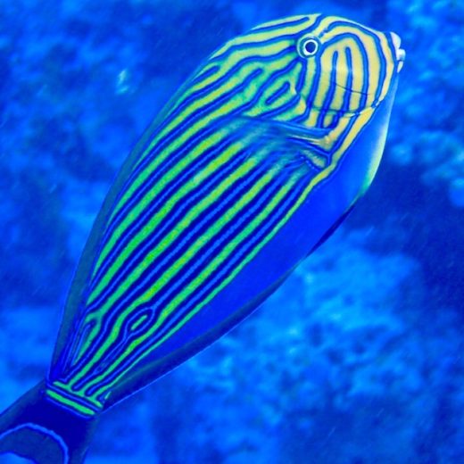 Best Dive Shop in Key West