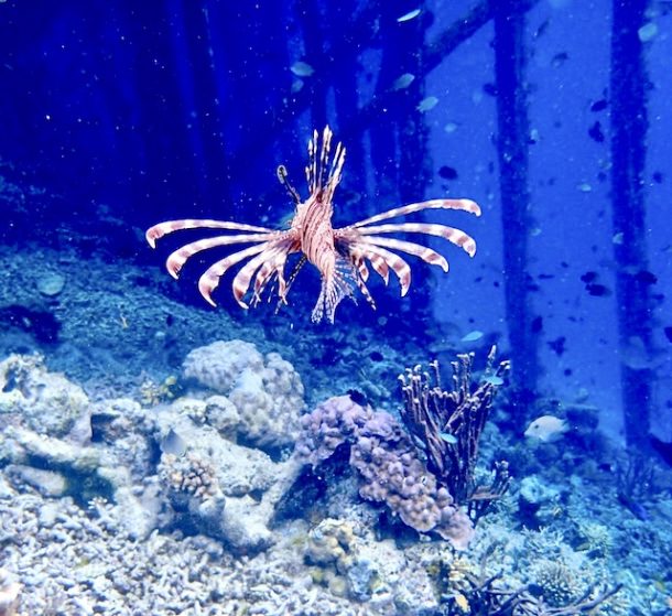 Best Dive Shop in Key West