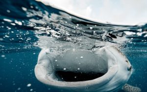 Whale shark, Whale Breaching, what to expect on an alaskan cruise, whale shark snorkeling cancun