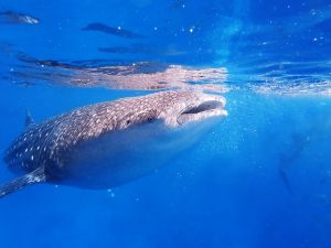 Whale shark in blue water, whale shark snorkeling cancun