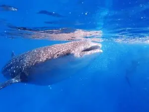Whale shark in blue water, whale shark snorkeling Cancun, Puerto Vallarta whale watching, water activities in Cancun
