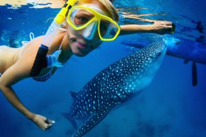 girl with whale shark, whale Breaching, whale shark snorkeling Cancun. Puerto Vallarta whale watching, Mexico Leisure activities, snorkeling in Riviera Maya Mexico, whale watching Mexico, Cozumel day trip from Cancun, The Best Whale Watching Spots in Mexico, the best whale watching in Mexico, Cozumel Travel Tips, Mexico City beaches, Cancun day trips