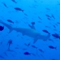 big giant hammerhead shark best dive shop in key west