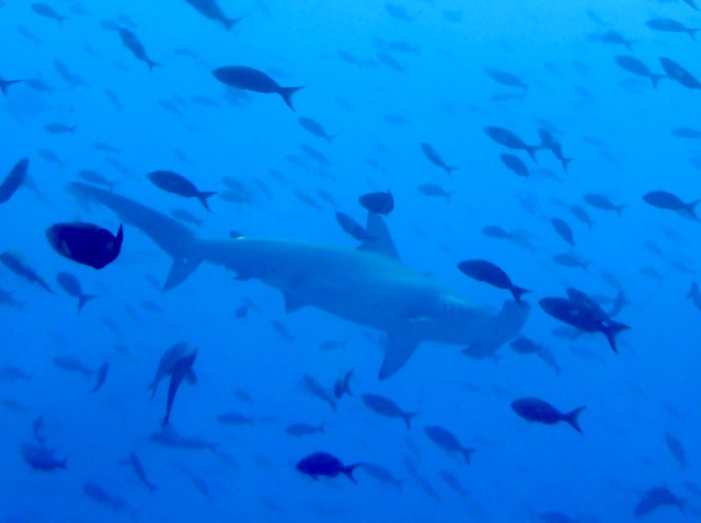 big giant hammerhead shark best dive shop in key west