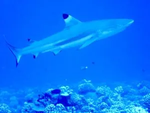 Nurse shark, Scuba divers 3, best dive shop in key west