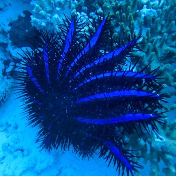 Best Dive Shop in Key West