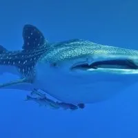 whale shark snorkeling cancun, whale shark mouth, Puerto Vallarta whale watching, whale watching Mexico, The Best Whale Watching Spots in Mexico, things to do in Rocky Point Mexico, the-best-whale-watching-spots-in-Mexico-2, place to eat, Bars, restaurant, best restaurants in loreto mexico